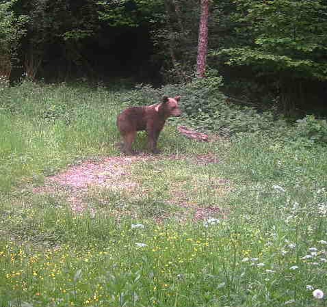 Vyhlásenie mimoriadnej situácie na území Prešovského kraja spôsobenej výskytom medveďa hnedého